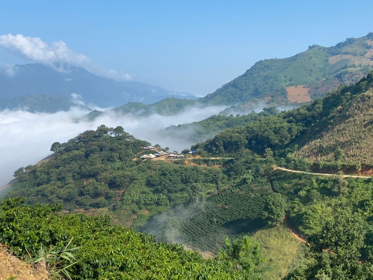 Tư liệu vùng nguyên liệu Hồng Kỳ