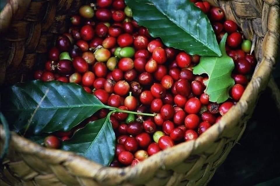 Cafe túi đỏ Hk3 — 1